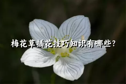 梅花草插花技巧知识有哪些？