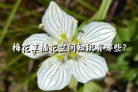 梅花草插花空间知识有哪些？