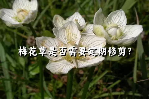 梅花草是否需要定期修剪？