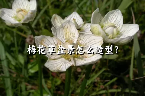 梅花草盆景怎么造型？