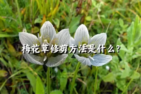 梅花草修剪方法是什么？