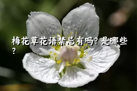 梅花草花语禁忌有吗？是哪些？