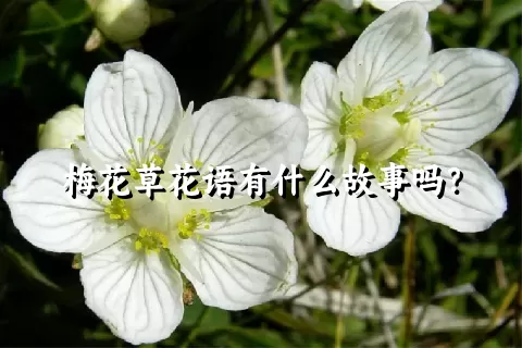 梅花草花语有什么故事吗？