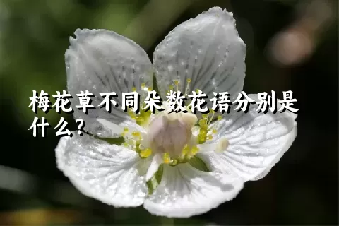 梅花草不同朵数花语分别是什么？