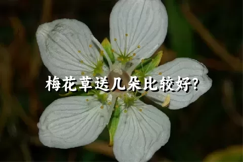 梅花草送几朵比较好？