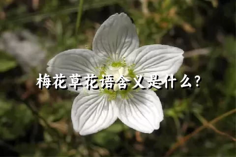 梅花草花语含义是什么？