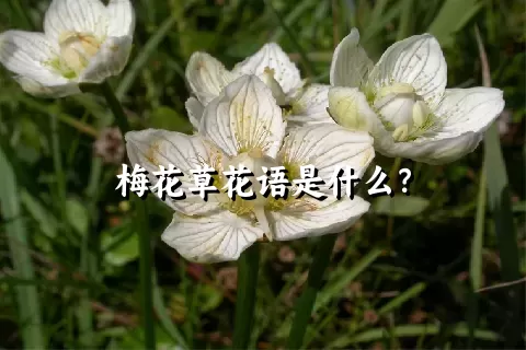 梅花草花语是什么？