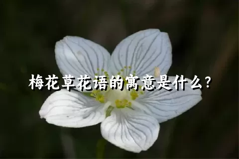 梅花草花语的寓意是什么？