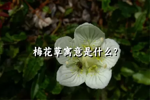 梅花草寓意是什么？