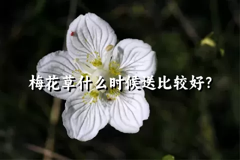 梅花草什么时候送比较好？