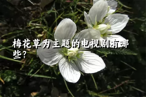 梅花草为主题的电视剧有哪些？