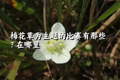 梅花草为主题的比赛有那些？在哪里