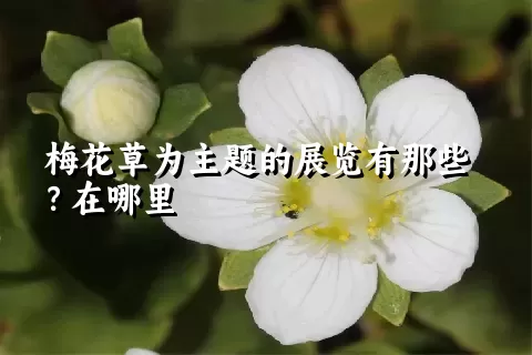 梅花草为主题的展览有那些？在哪里