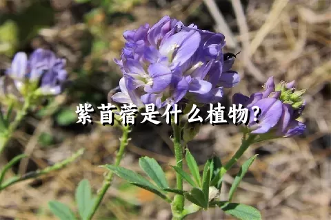 紫苜蓿是什么植物？