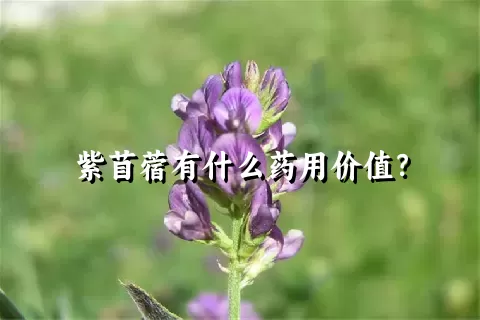 紫苜蓿有什么药用价值？