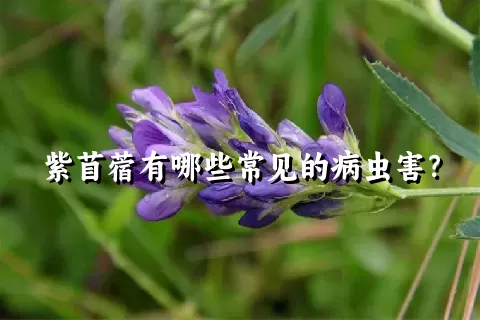 紫苜蓿有哪些常见的病虫害？