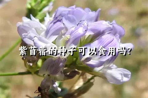 紫苜蓿的种子可以食用吗？