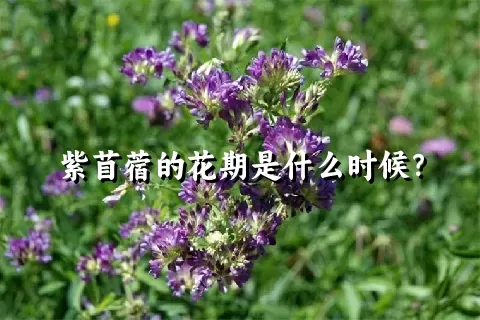 紫苜蓿的花期是什么时候？