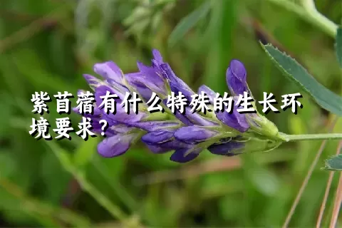 紫苜蓿有什么特殊的生长环境要求？