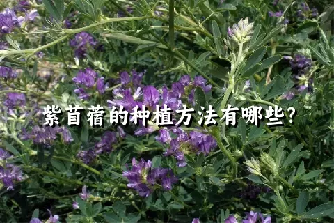 紫苜蓿的种植方法有哪些？