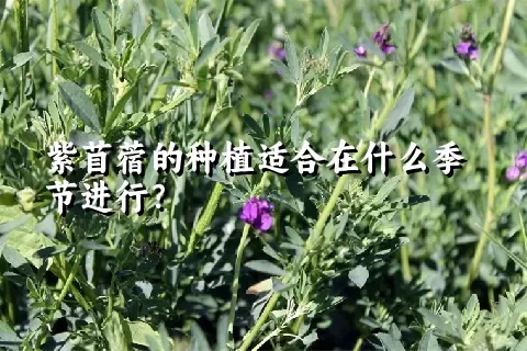 紫苜蓿的种植适合在什么季节进行？