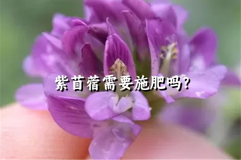 紫苜蓿需要施肥吗？