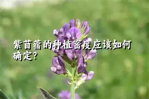 紫苜蓿的种植密度应该如何确定？