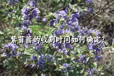 紫苜蓿的收割时间如何确定？