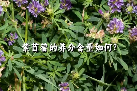 紫苜蓿的养分含量如何？