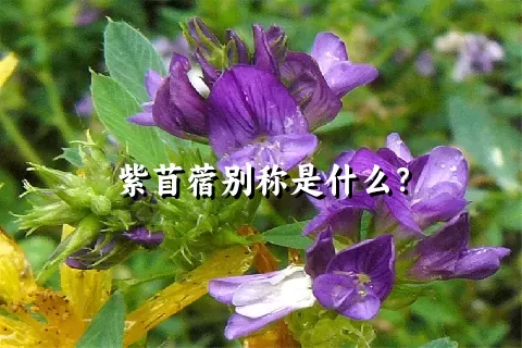 紫苜蓿别称是什么？