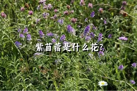 紫苜蓿是什么花？