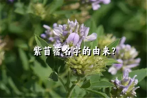 紫苜蓿名字的由来？