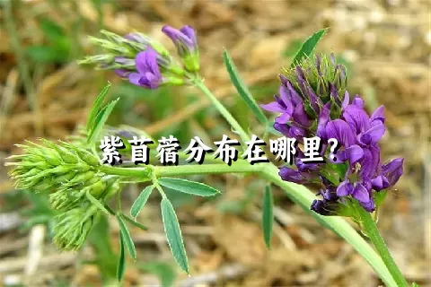 紫苜蓿分布在哪里?