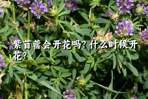 紫苜蓿会开花吗？什么时候开花？