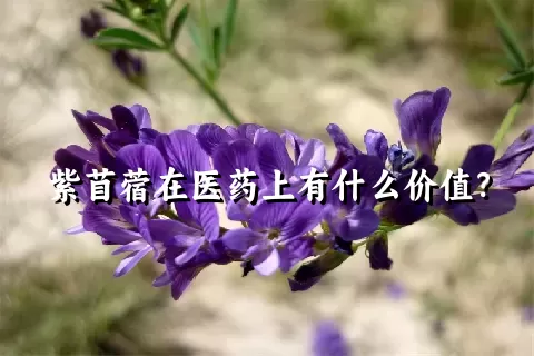 紫苜蓿在医药上有什么价值？