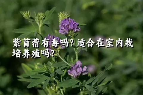 紫苜蓿有毒吗？适合在室内栽培养殖吗？