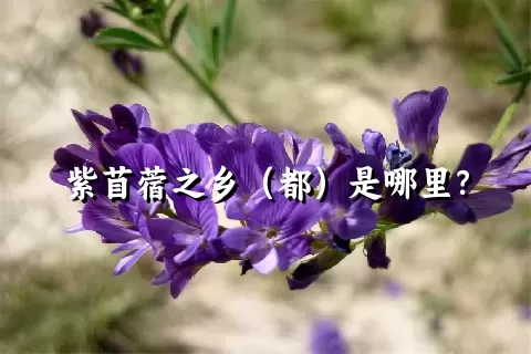 紫苜蓿之乡（都）是哪里？