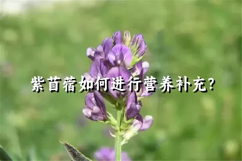 紫苜蓿如何进行营养补充？