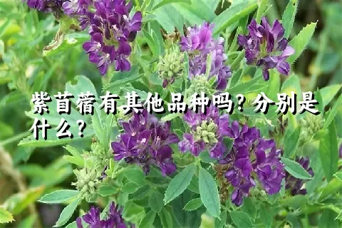 紫苜蓿有其他品种吗？分别是什么？