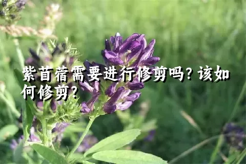 紫苜蓿需要进行修剪吗？该如何修剪？