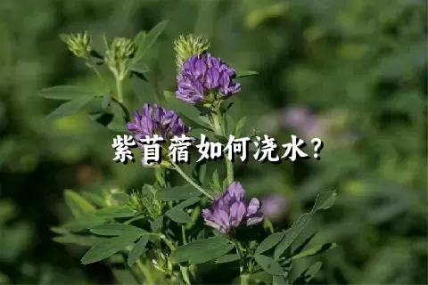 紫苜蓿如何浇水？