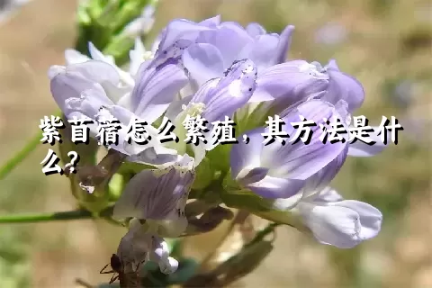 紫苜蓿怎么繁殖，其方法是什么？