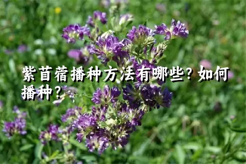 紫苜蓿播种方法有哪些？如何播种？