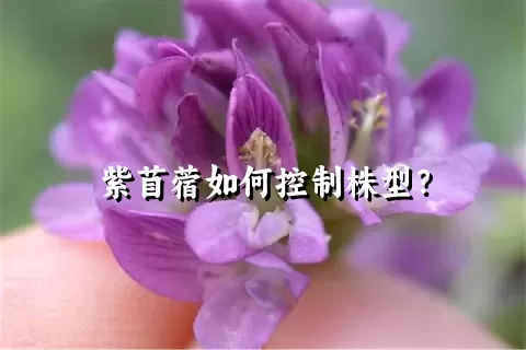 紫苜蓿如何控制株型？