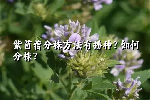 紫苜蓿分株方法有播种？如何分株？