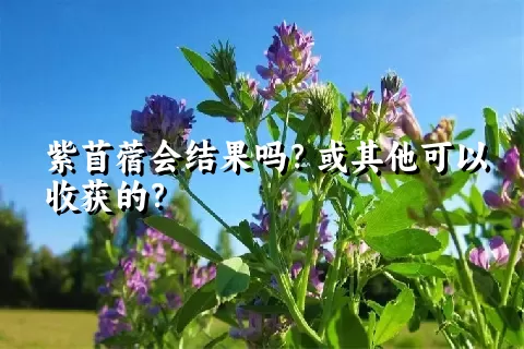 紫苜蓿会结果吗？或其他可以收获的？