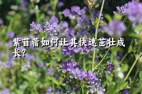 紫苜蓿如何让其快速茁壮成长？