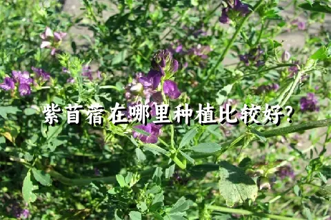 紫苜蓿在哪里种植比较好？