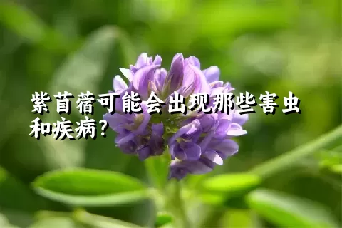 紫苜蓿可能会出现那些害虫和疾病？