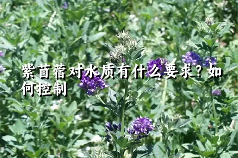 紫苜蓿对水质有什么要求？如何控制